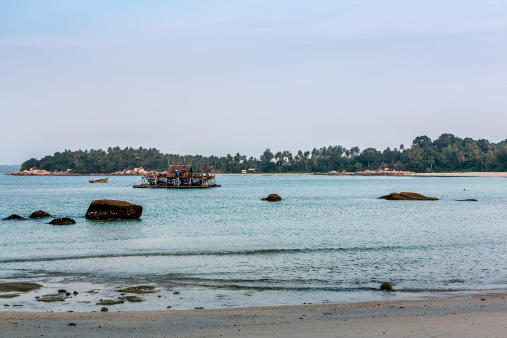 Banyan Tree 21