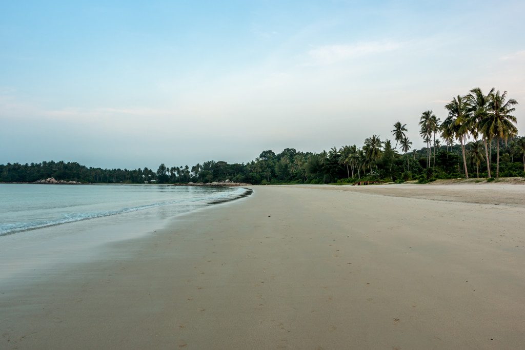 Banyan Tree 32