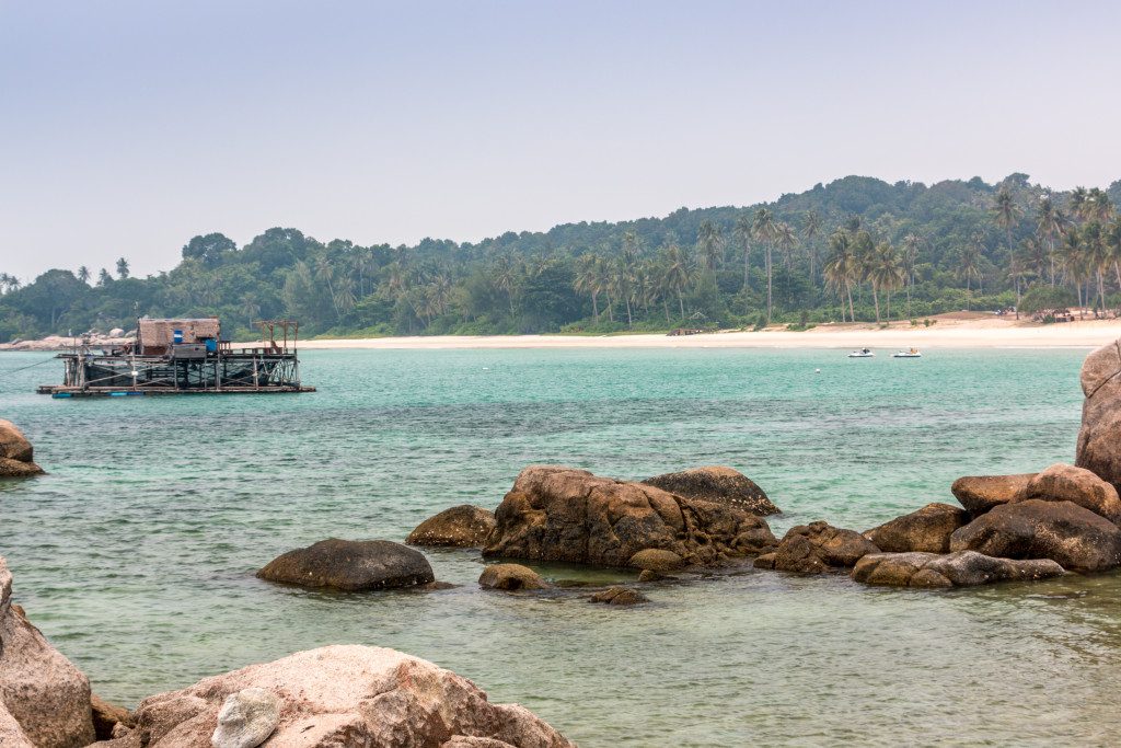 Banyan Tree 40