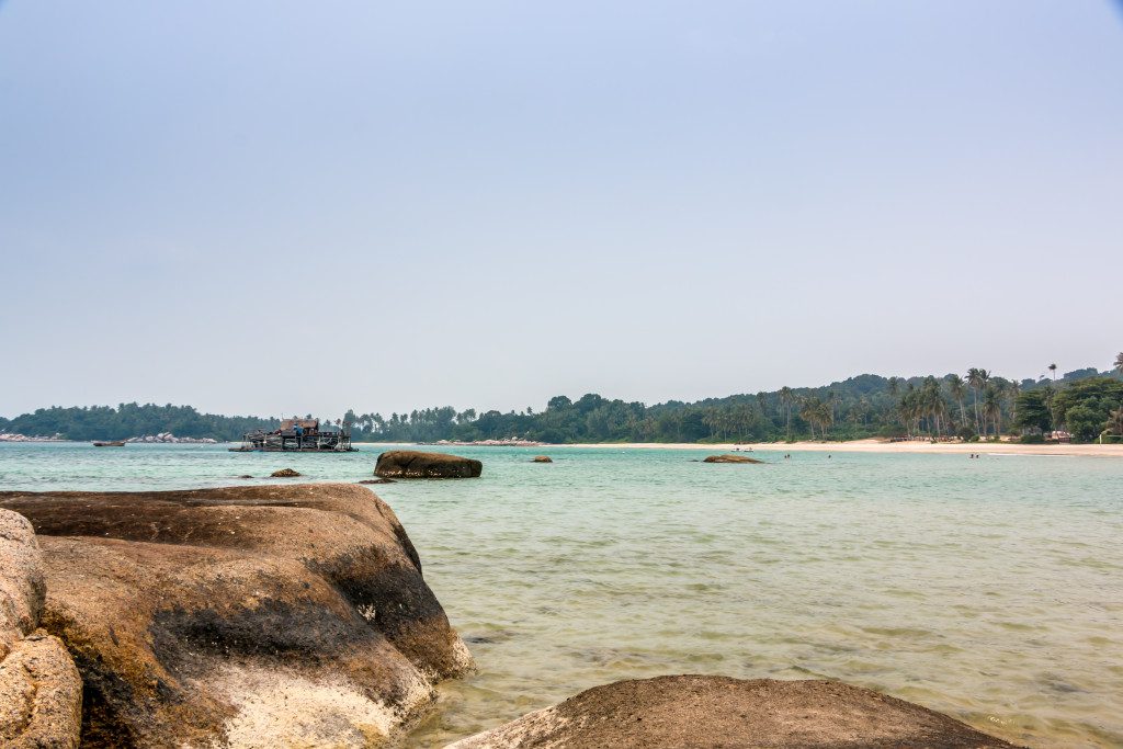 Banyan Tree 42
