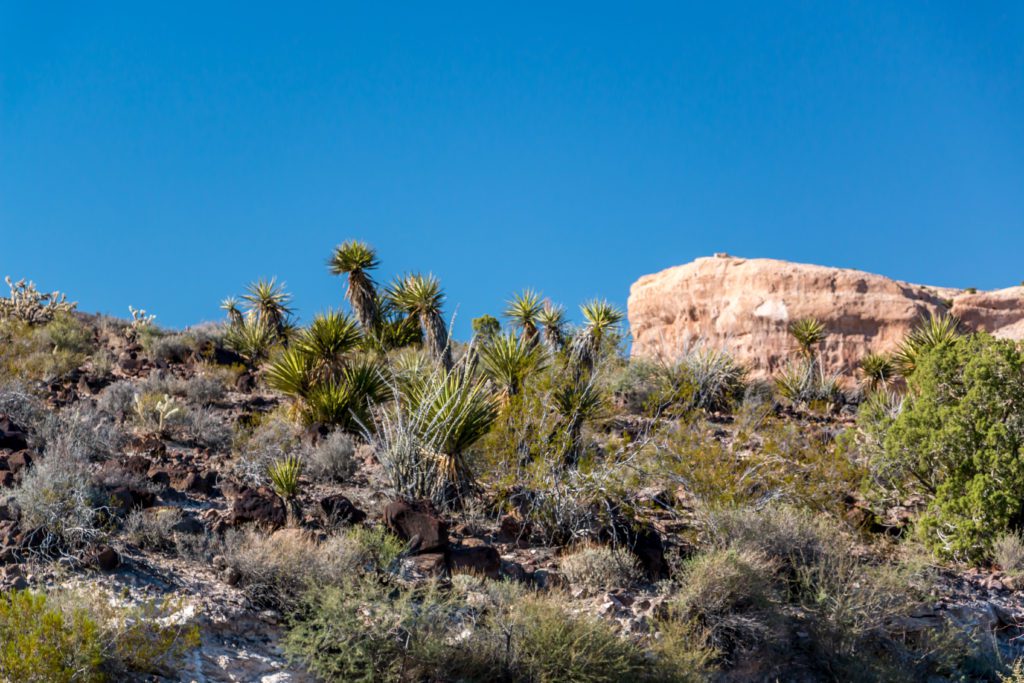 jour_2_oatman_11