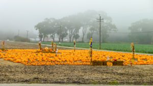 Lire la suite à propos de l’article Au fil de la route