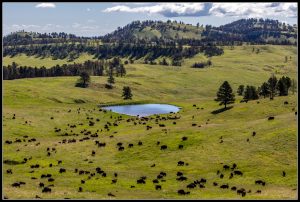 Sur la route de Custer et des Black Hills.