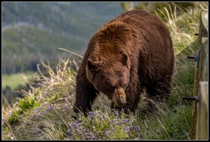 Les animaux de Yellowstone.