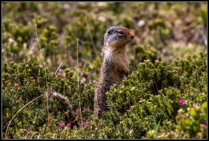 Les animaux du parc national des glaciers.