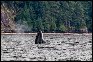 Lire la suite à propos de l’article La découverte des animaux marins – Vancouver
