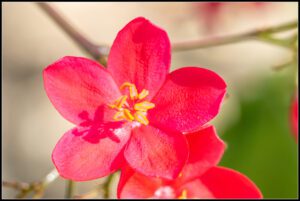 Depuis le parc de l'intercontinental à Bora Bora