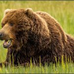 Rencontre avec les Ours.