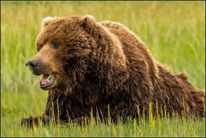 Rencontre avec les Ours.