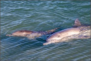 Les dauphins à Monkey Mia.