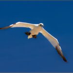 Percé et l'ile Bonaventure