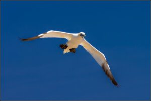 Percé et l'ile Bonaventure