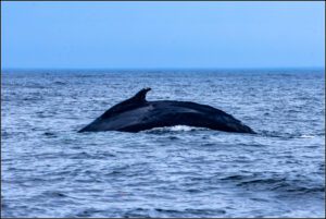 Vers Carleton-Sur-Mer